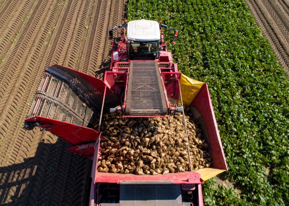 #10. Sugarbeets